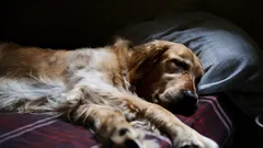 Koira yksin kotona: koirankouluttaja neuvoo, miten opettaa sen selviämään erossaolosta