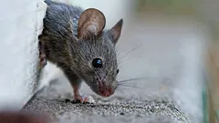 Näin pääset hiiristä eroon vaivatta: tämä haju saa jyrsijät pakenemaan