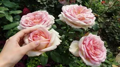 Ruusut tekevät suuria ja runsaita nuppuja: puutarhuri jakoi lannoitereseptin