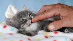 Mikä kissa sopii täydellisesti perheeseen – tässä ovat neljä parasta rotua