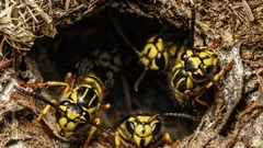 Näin pääset helposti eroon maa-ampiaisten pesästä – asiantuntija paljasti salaisuuden