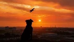 Koira hylättiin kadulle julman viestin kera: sen sisältö järkytti jopa vapaaehtoisia