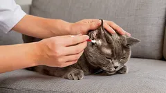 Zoologia: miten ja millä puhdistat kissan korvat oikein kotona