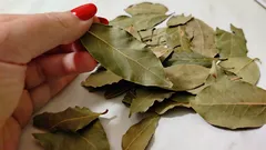 Näin laakerinlehti auttaa nuorentumaan: vaikutus näkyy jo parissa päivässä