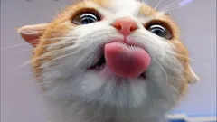 Mitä makuja kissat eivät erota – vastaus yllättää varmasti