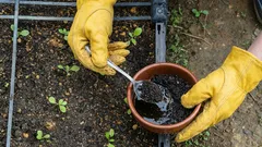 Miten kahvinporoja käytetään puutarhassa: helppo ja tehokas lannoite