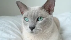 7 uskollisinta kissarotua, jotka eivät koskaan jätä sinua yksin