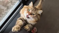 Sitä ei voi pukea sanoiksi: kissan kosketuksen merkitys ihmiselle