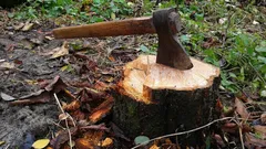 Miten poistaa kanto ilman lapiota ja koneita: yksinkertainen tapa, jonka harva tietää