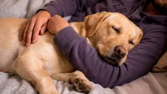 Koirien arvoituksellinen käytös: 3 syytä, miksi ne hakeutuvat lähelle omistajaansa