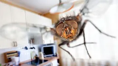 Tärkeää tehdä keväällä: yksi ainesosa pelastaa kodin kärpäsiltä ja toukilta