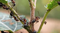 Muurahaiset ja kirvat katoavat jäljettömiin: helppo kikka tehoaa paremmin kuin kemikaalit