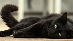 Kissa lyö häntäänsä lattiaan makoillessaan: eläintieteilijä paljasti tämän signaalin syyn