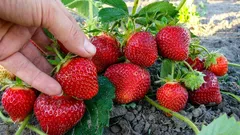 Mansikkasato voi tuplaantua: istutuskaavio, jonka moni jättää huomiotta