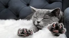 Miksi kissa polkee tassuillaan omistajaansa – eläintieteilijä paljasti todellisen syyn